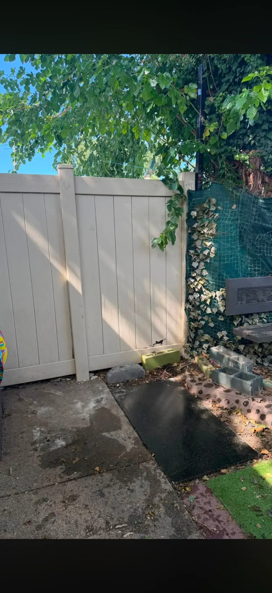 Backyard Junk Removal after professional cleaning