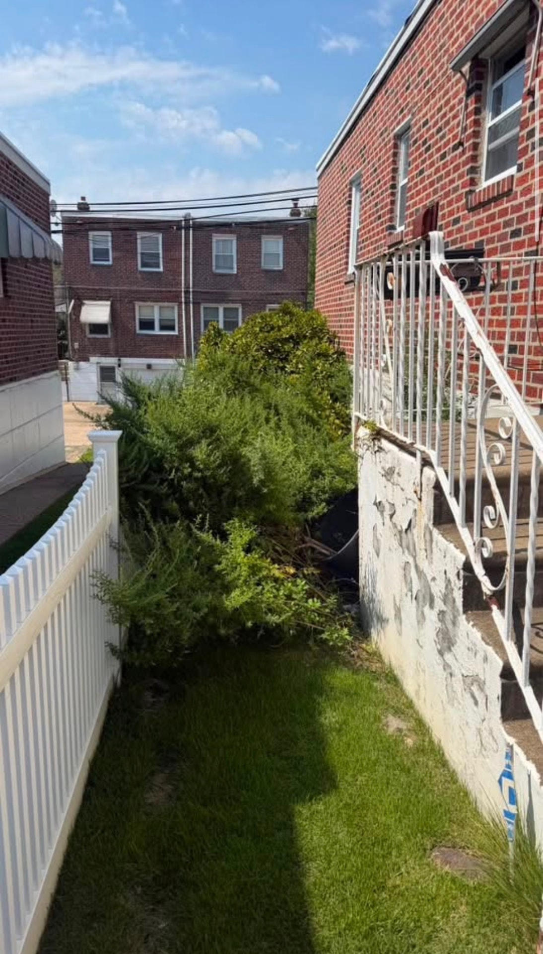 Overgrowth & Yard Cleanup before cleaning